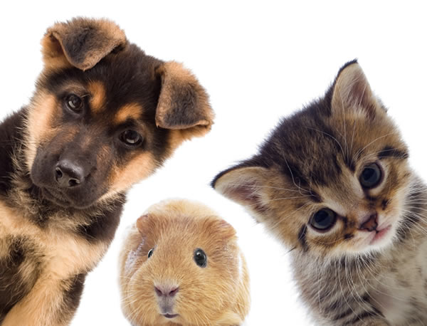 Pets High Quality Background on Wallpapers Vista