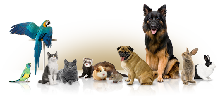 Pets High Quality Background on Wallpapers Vista