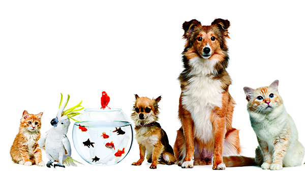Nice wallpapers Pets 600x340px