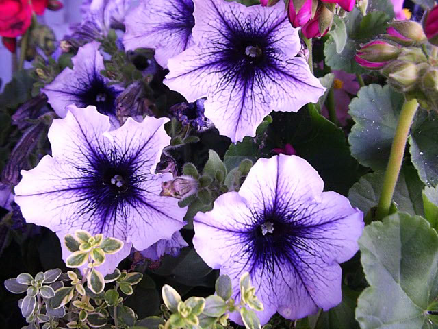 Petunia High Quality Background on Wallpapers Vista
