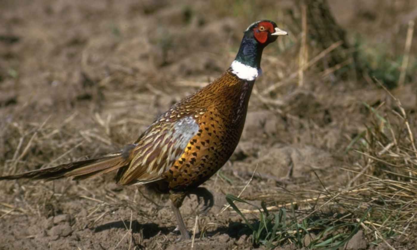 Pheasant #25
