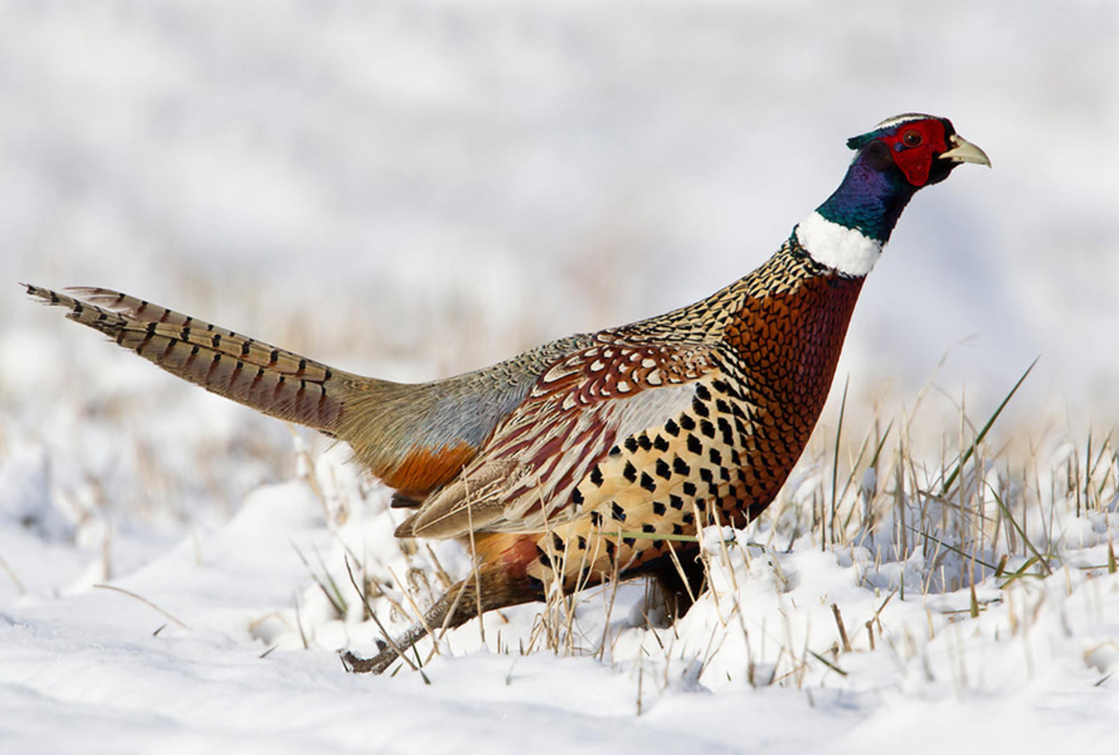 Nice wallpapers Pheasant 1597x1078px