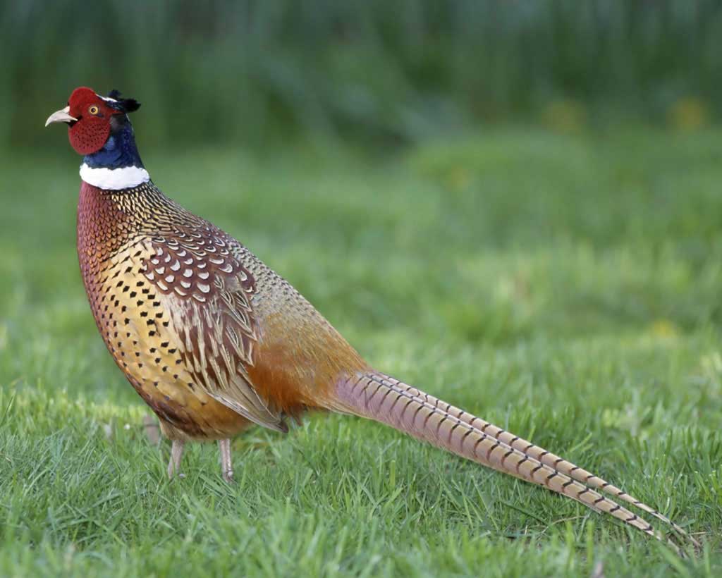 Pheasant Pics, Animal Collection