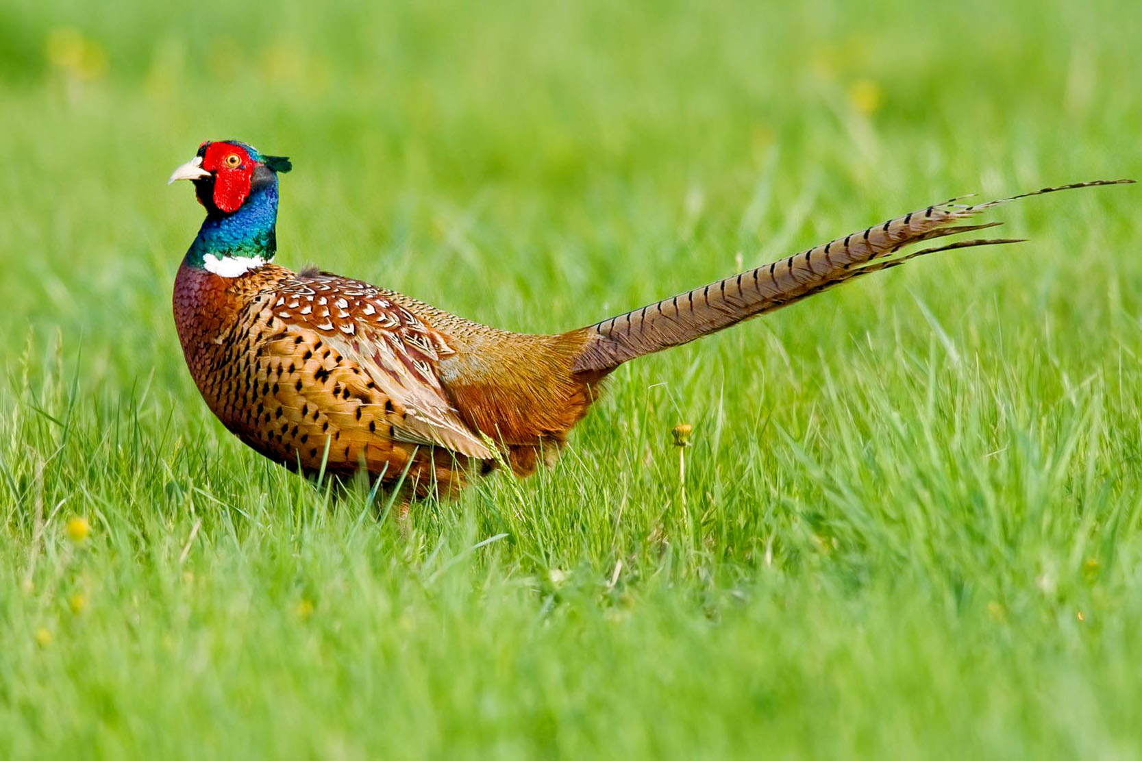 Nice Images Collection: Pheasant Desktop Wallpapers