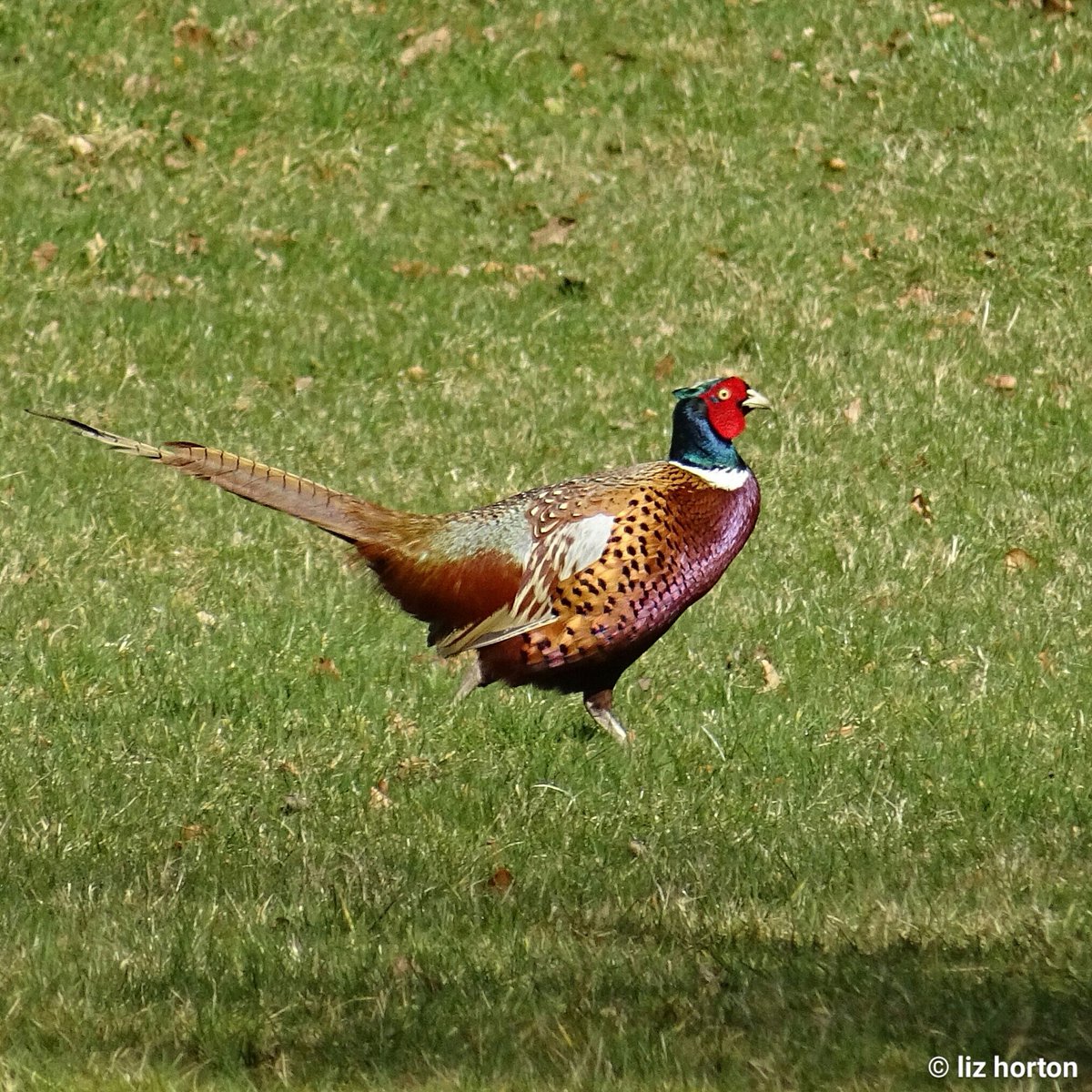 HD Quality Wallpaper | Collection: Animal, 1200x1200 Pheasant