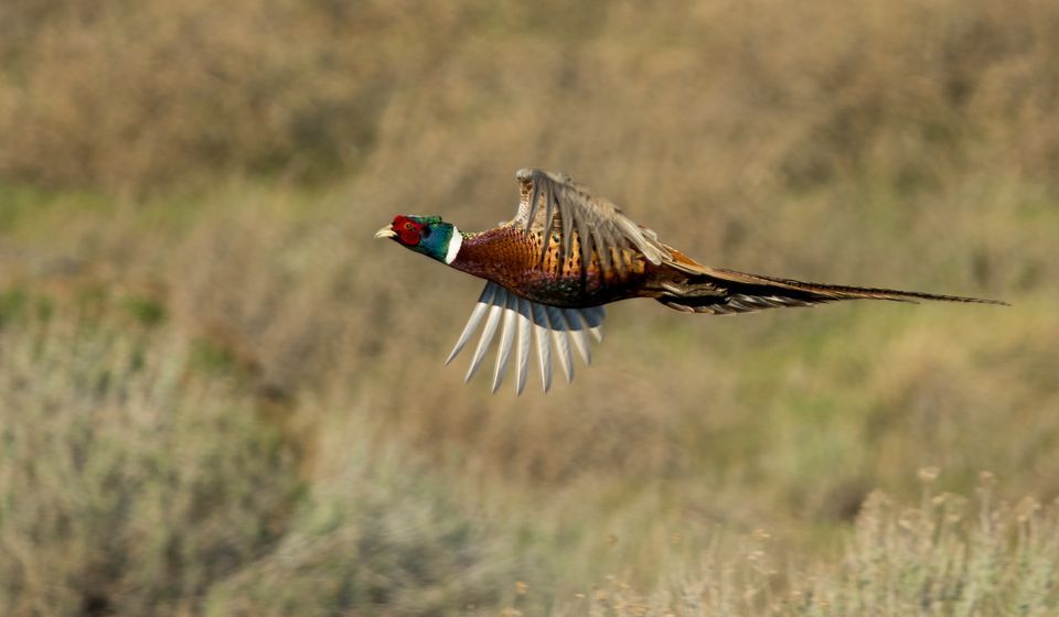 Amazing Pheasant Pictures & Backgrounds