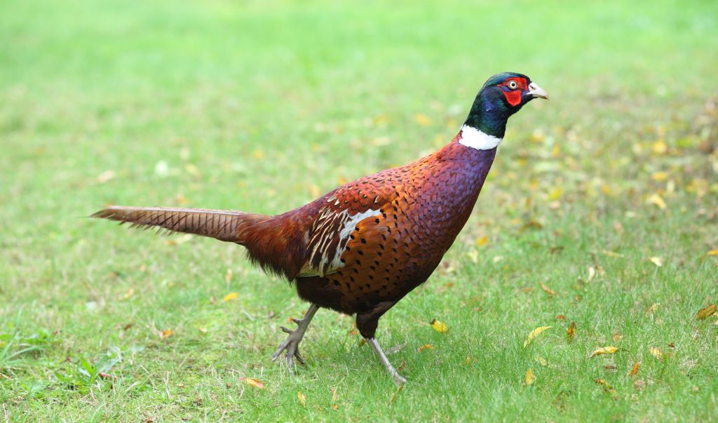Pheasant Backgrounds on Wallpapers Vista