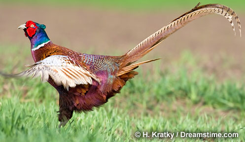Pheasant Pics, Animal Collection