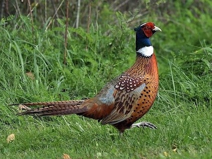 Pheasant #8