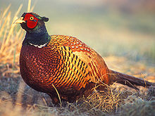 Pheasant #9