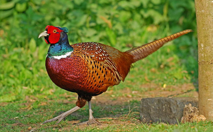 Amazing Pheasant Pictures & Backgrounds