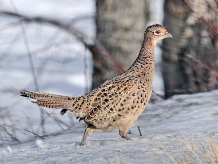 Pheasant #7