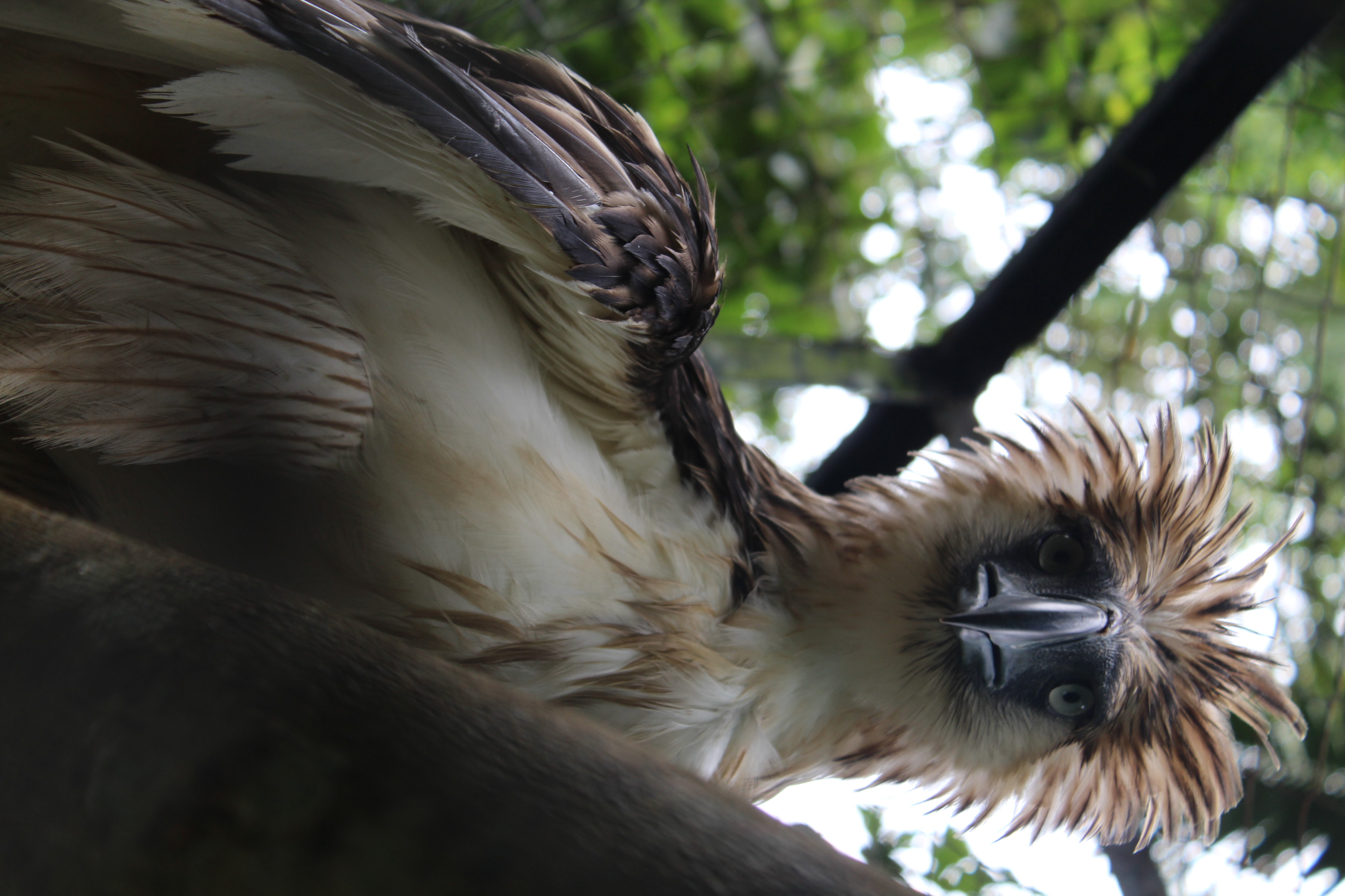 Philippine Eagle High Quality Background on Wallpapers Vista