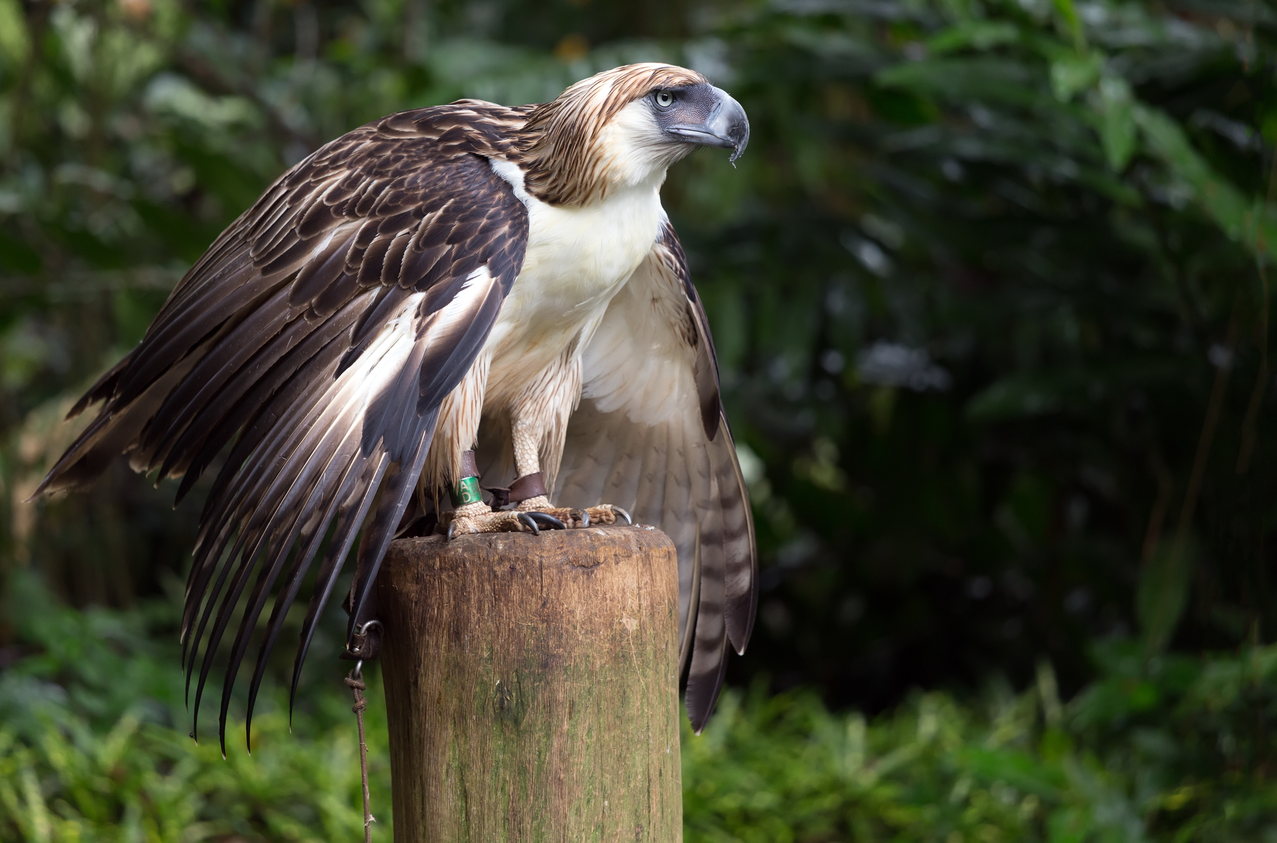 Images of Philippine Eagle | 4123x2723