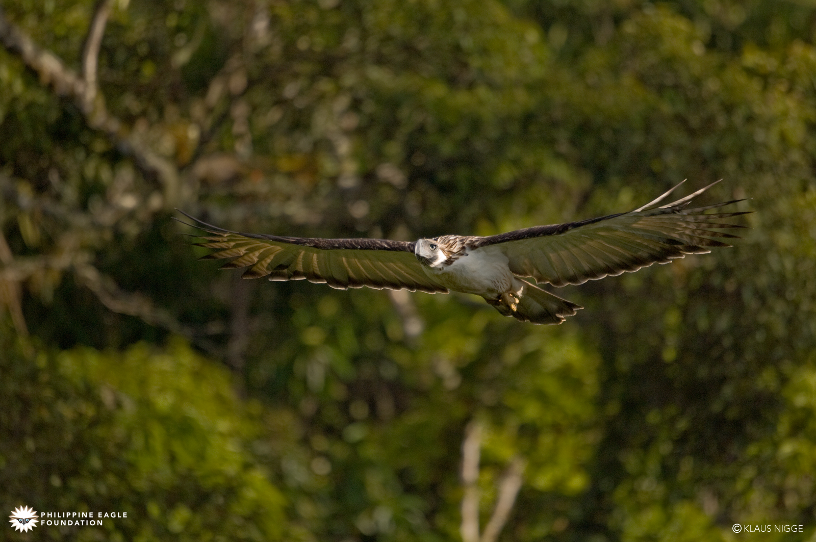 1600x1063 > Philippine Eagle Wallpapers