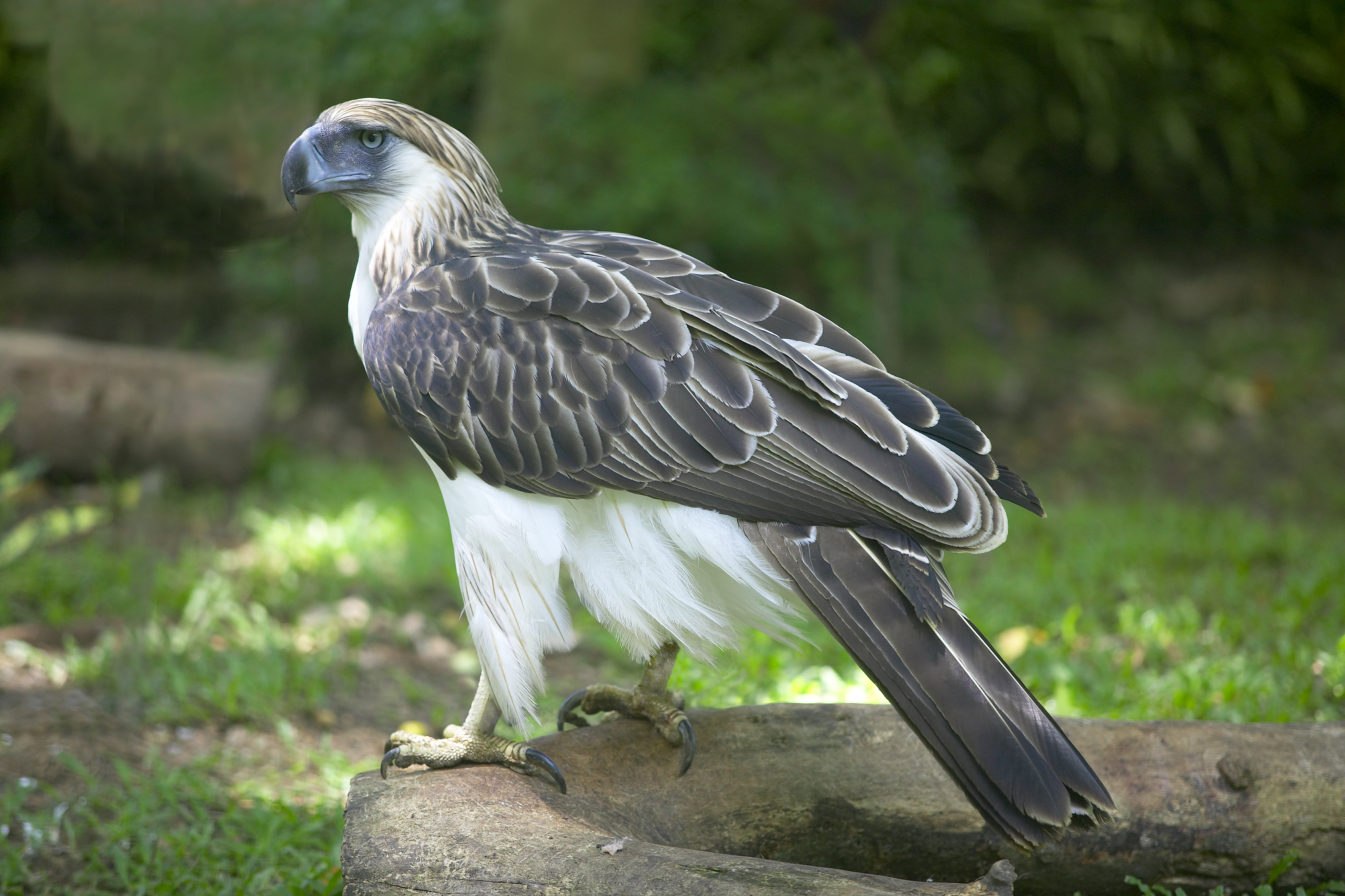 Philippine Eagle #9
