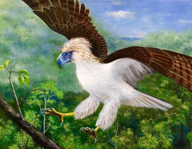 High Resolution Wallpaper | Philippine Eagle 620x483 px