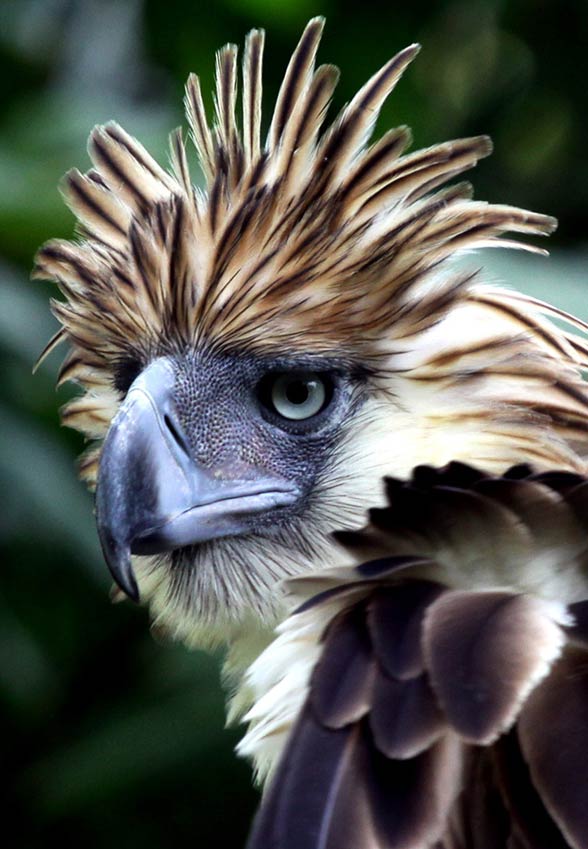 Amazing Philippine Eagle Pictures & Backgrounds