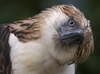 Images of Philippine Eagle | 329x244