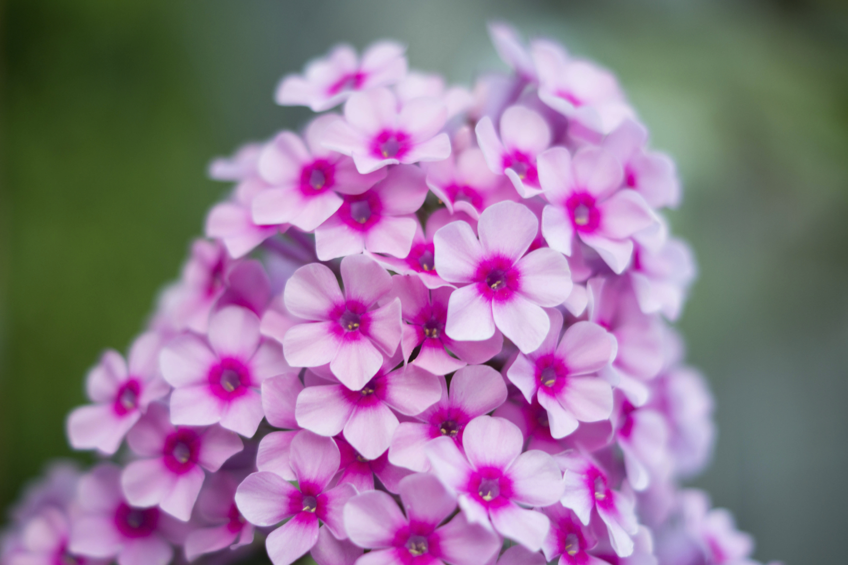 Phlox Backgrounds on Wallpapers Vista