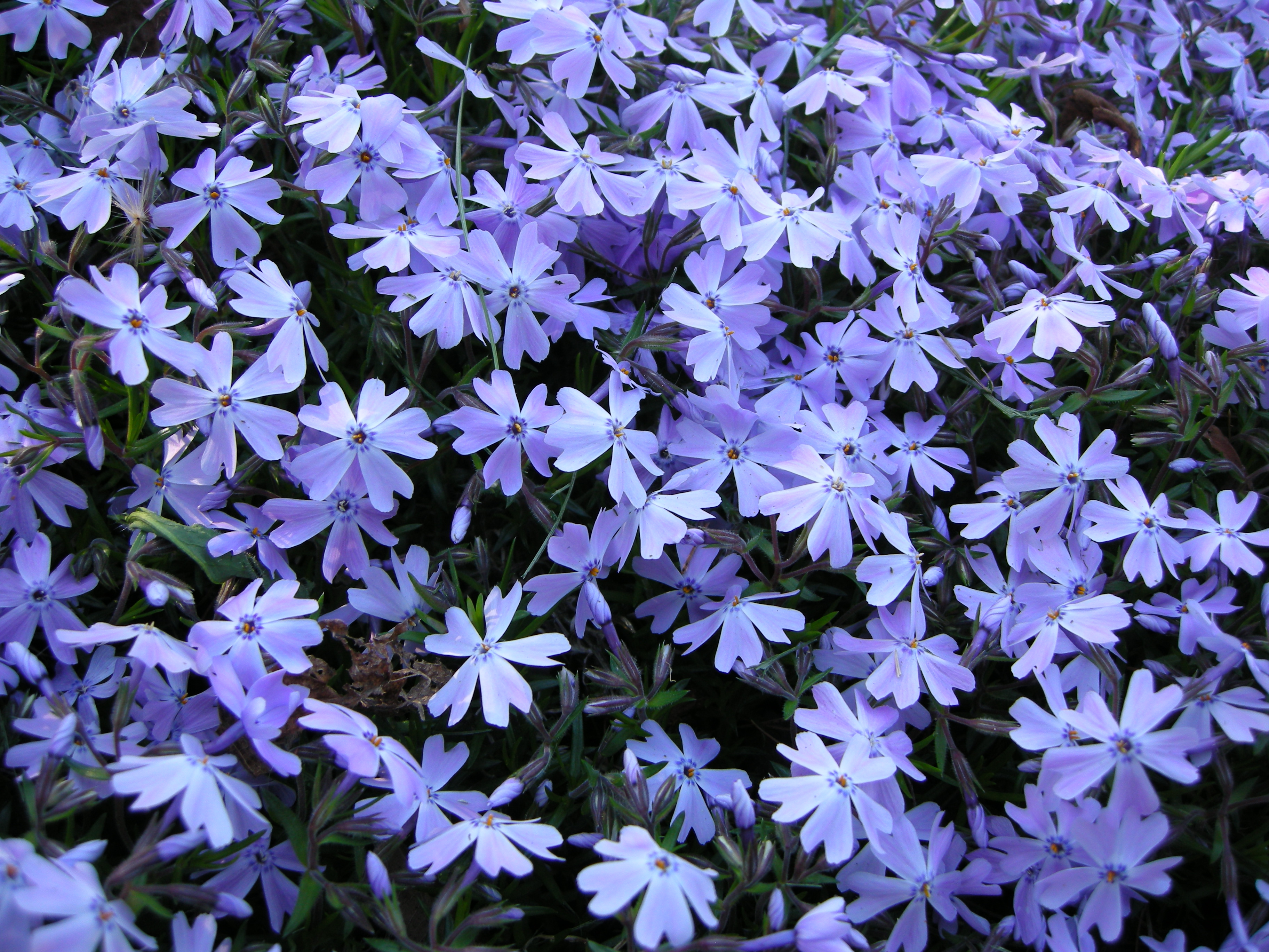 Images of Phlox | 3648x2736