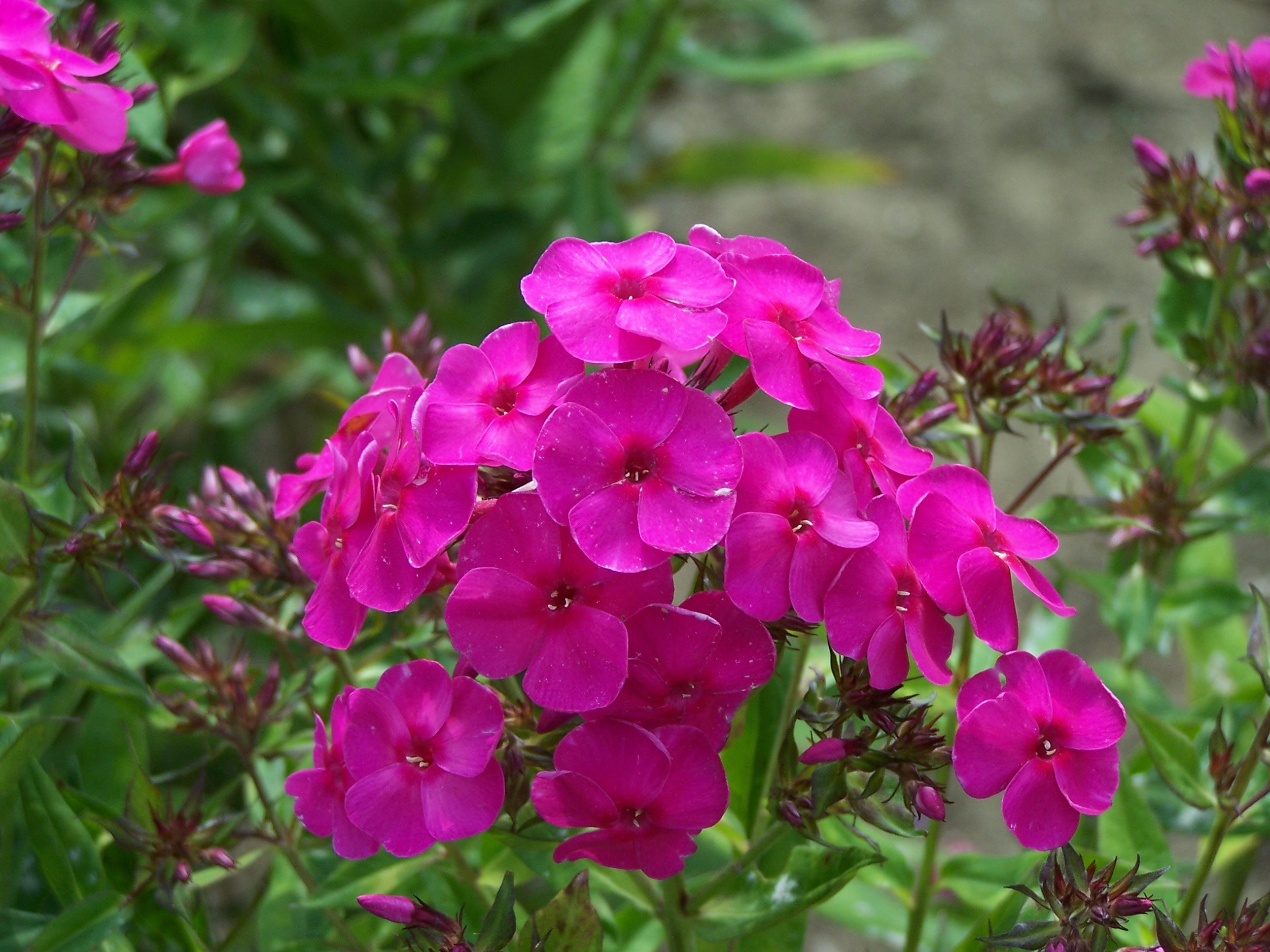 Nice Images Collection: Phlox Desktop Wallpapers