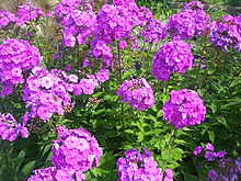 Nice Images Collection: Phlox Desktop Wallpapers