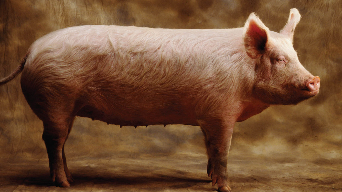 HD Quality Wallpaper | Collection: Animal, 1400x787 Pig