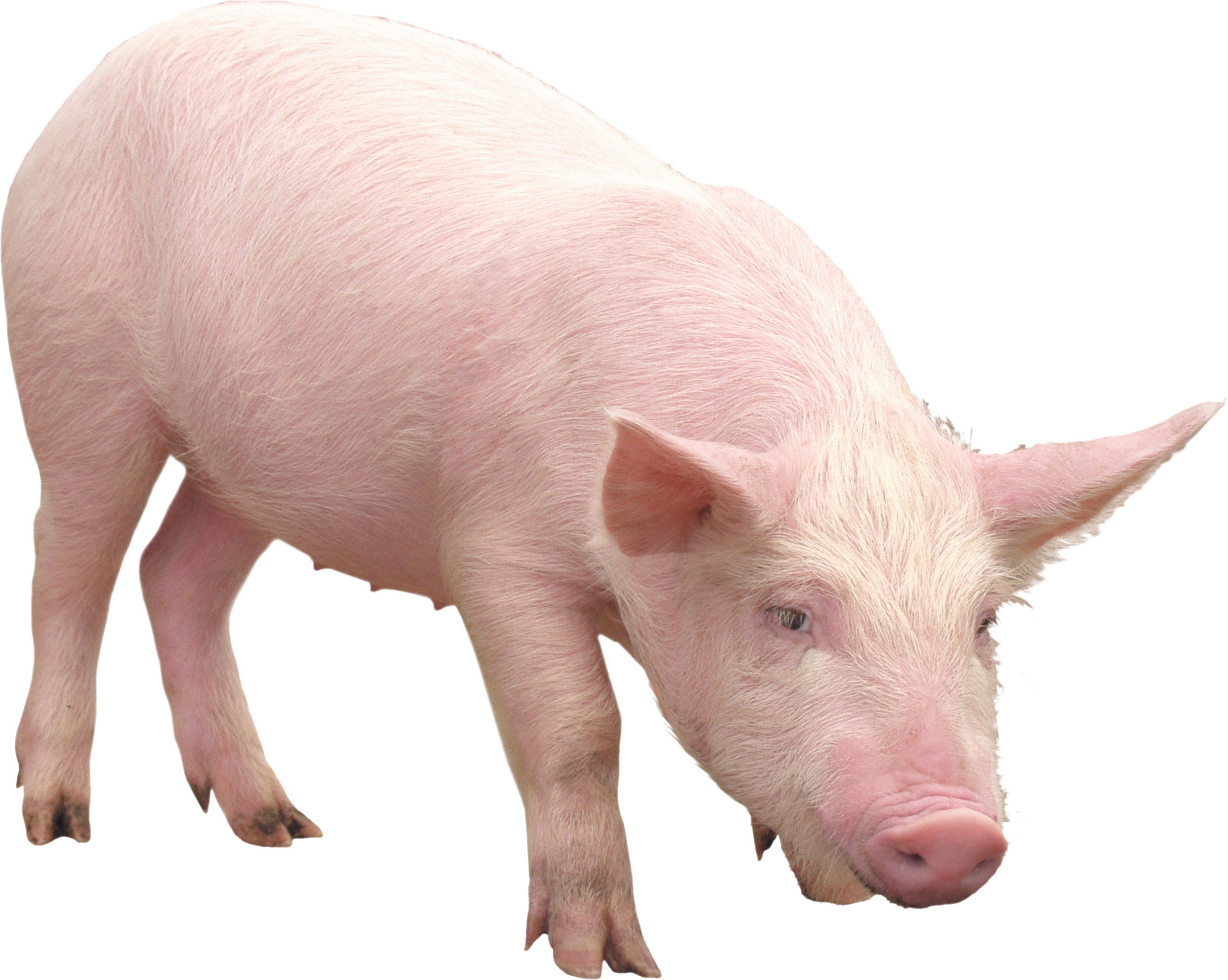HQ Pig Wallpapers | File 5412.55Kb