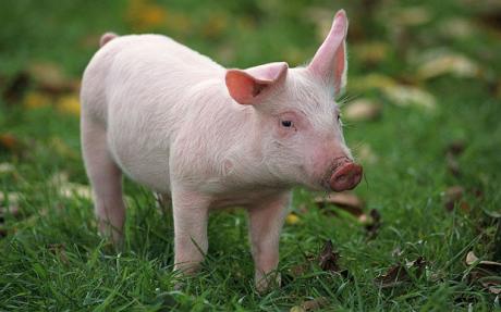Images of Pig | 460x287