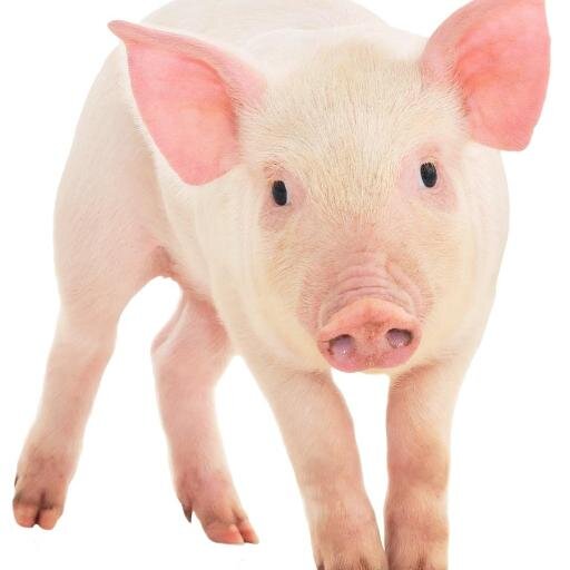Pig #9