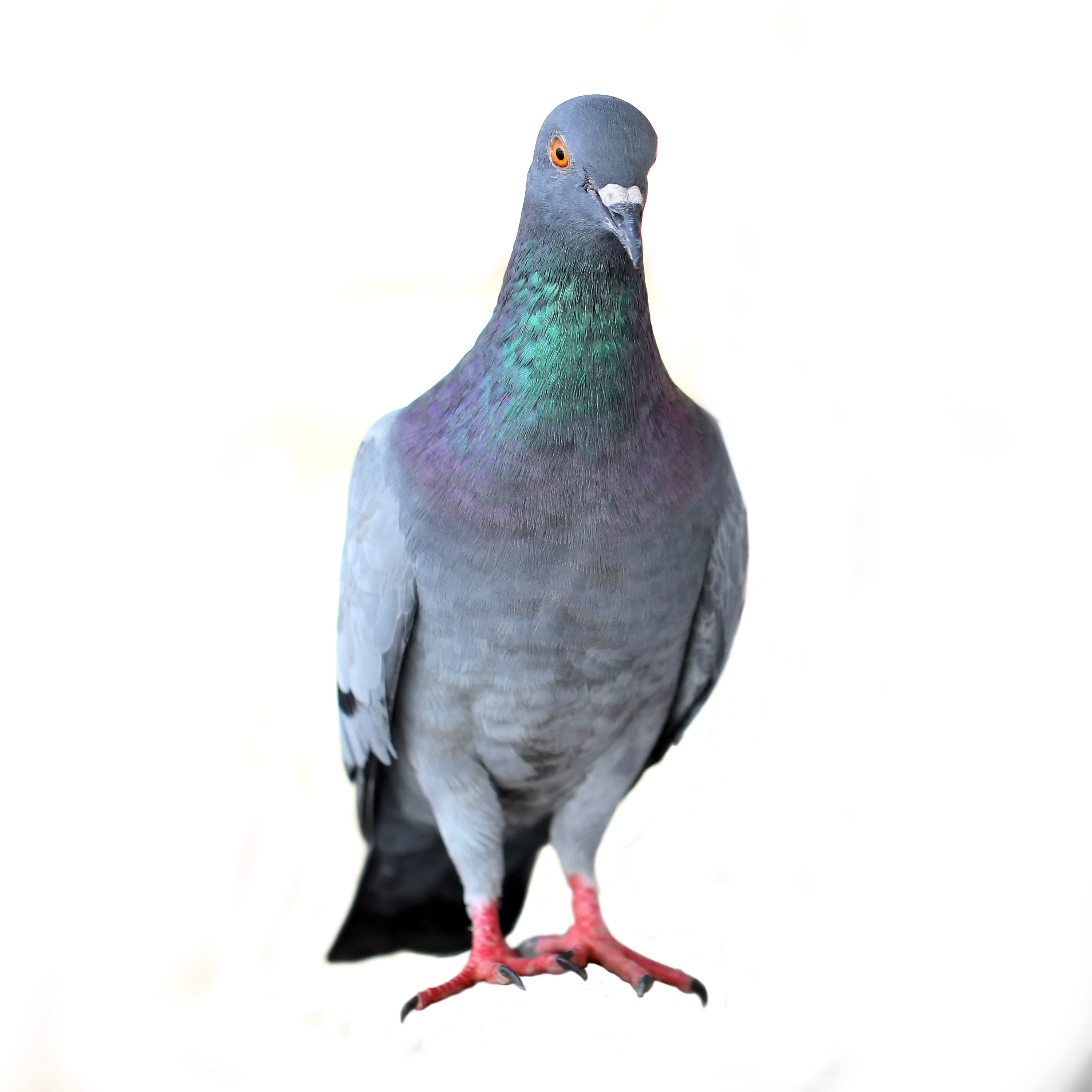 Pigeon #19