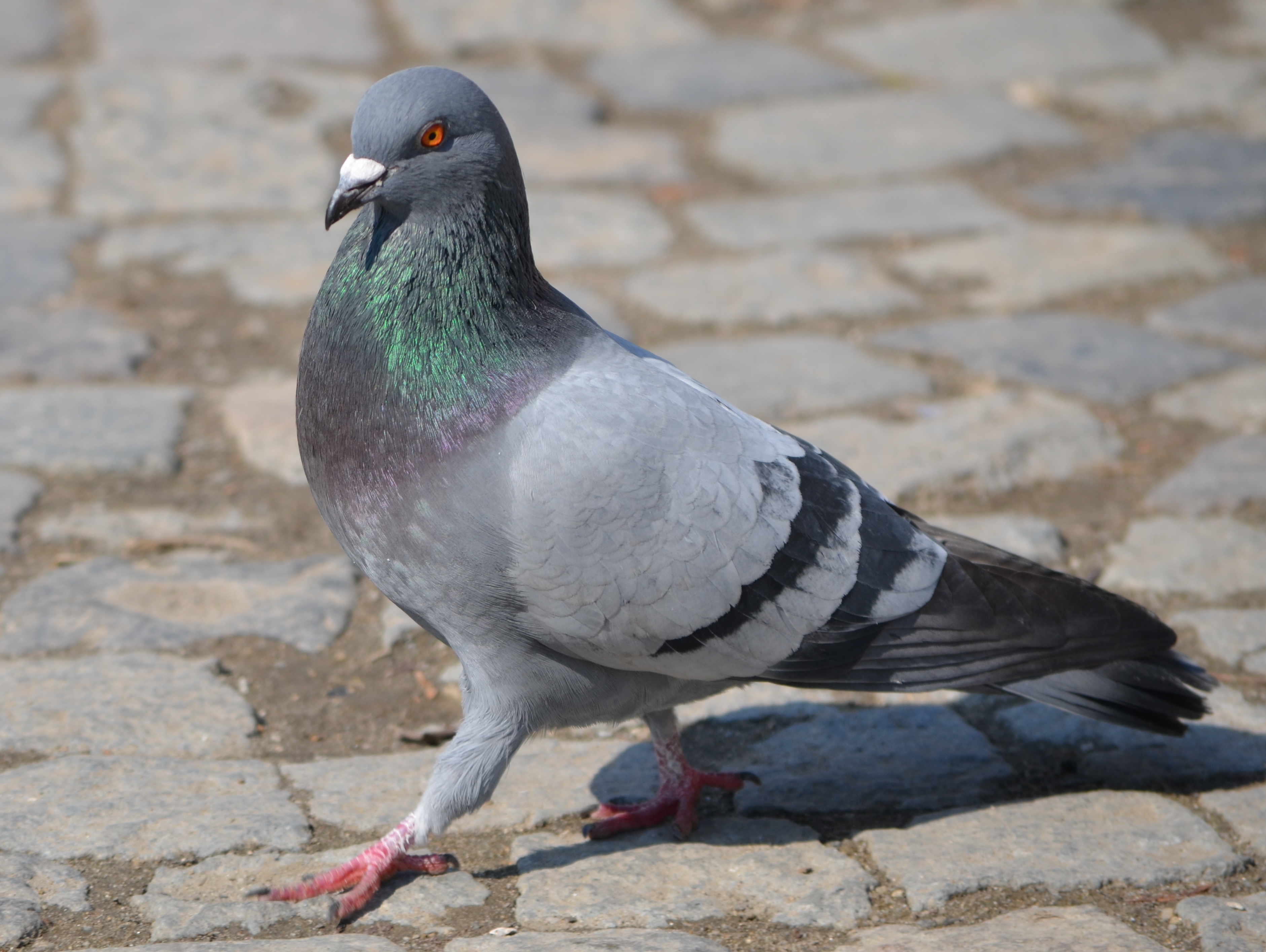 Nice wallpapers Pigeon 3763x2830px