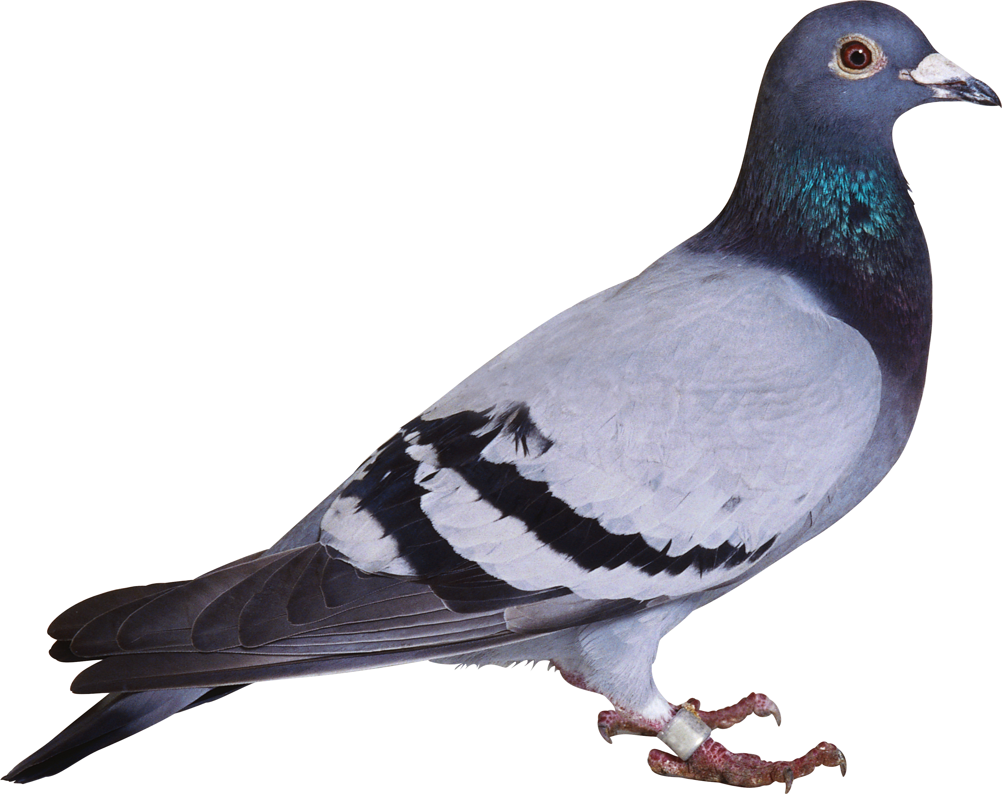 Pigeon #17