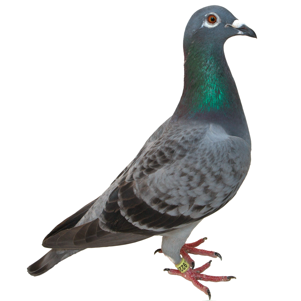 Pigeon #22