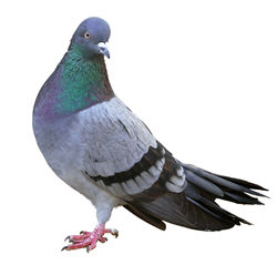 Pigeon #2