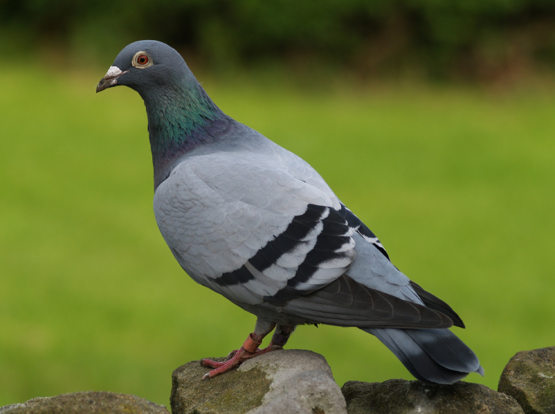 Images of Pigeon | 802x599