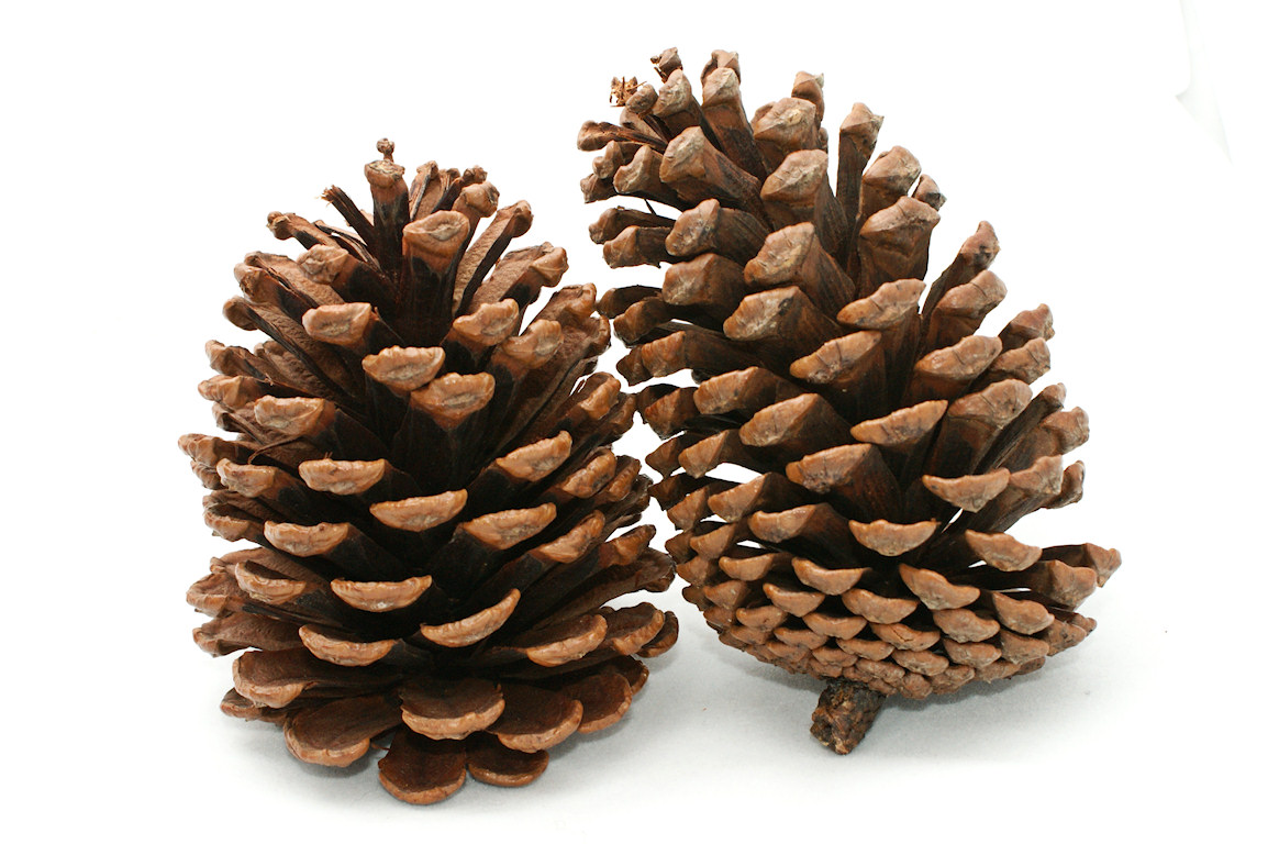 HD Quality Wallpaper | Collection: Earth, 1154x768 Pine Cone