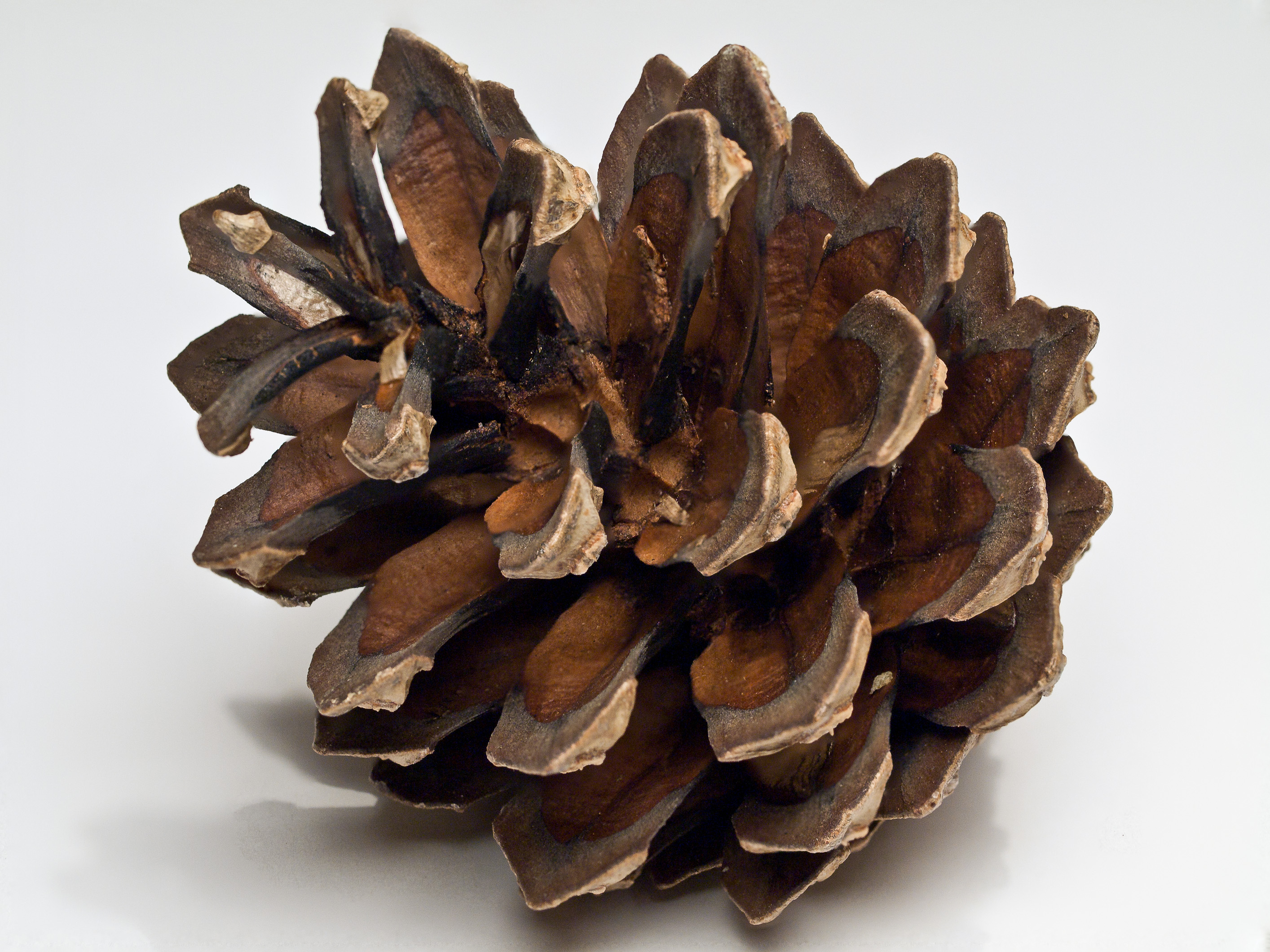Nice wallpapers Pine Cone 2828x2121px