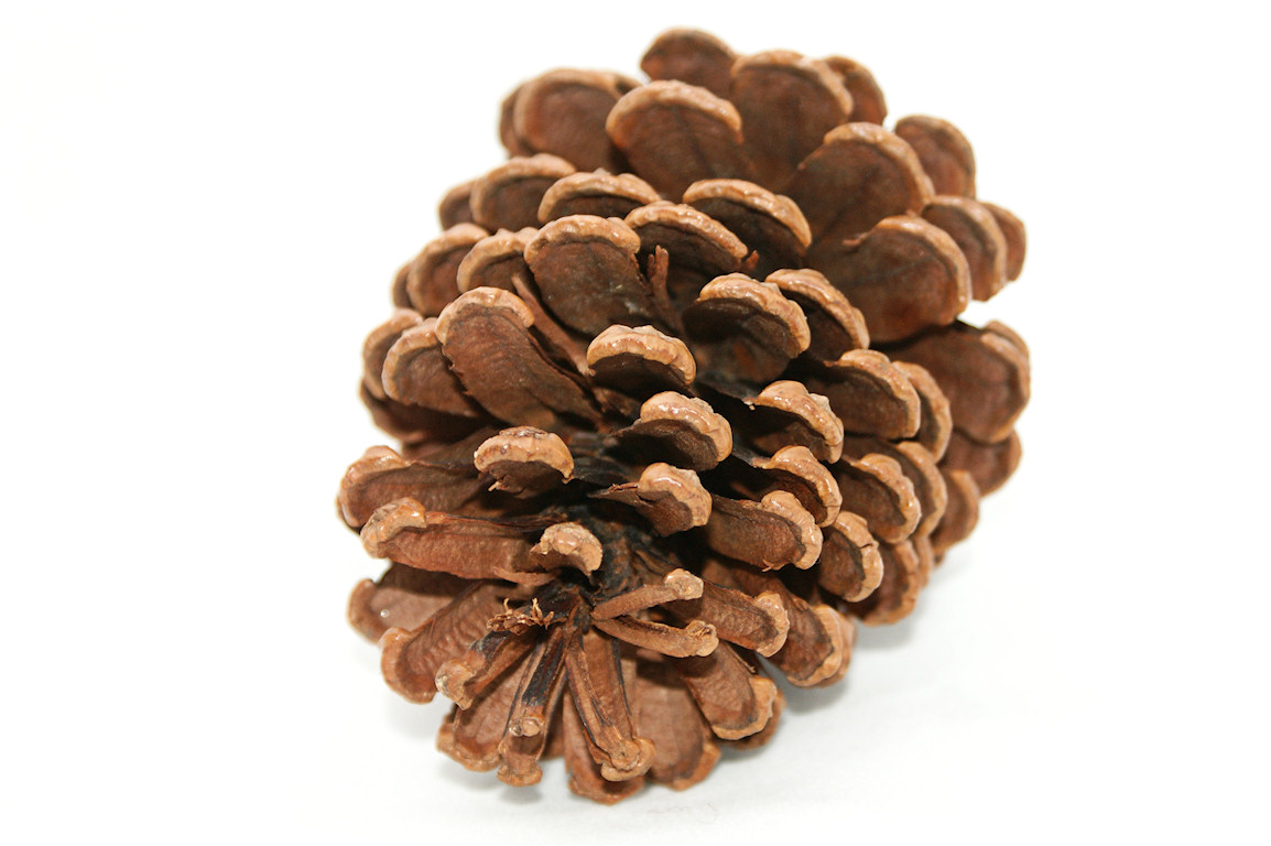 Nice wallpapers Pine Cone 1154x768px