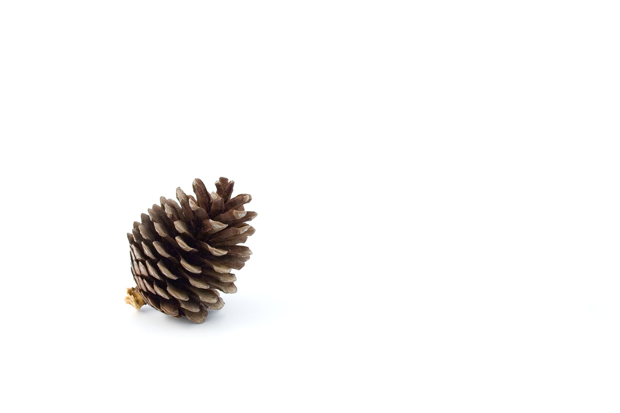 1280x853 > Pine Cone Wallpapers