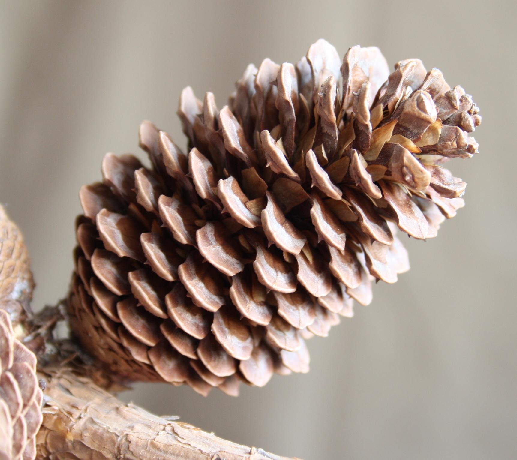Pine Cone High Quality Background on Wallpapers Vista