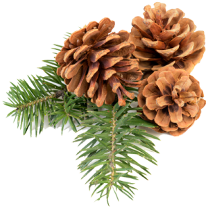 Amazing Pine Cone Pictures & Backgrounds