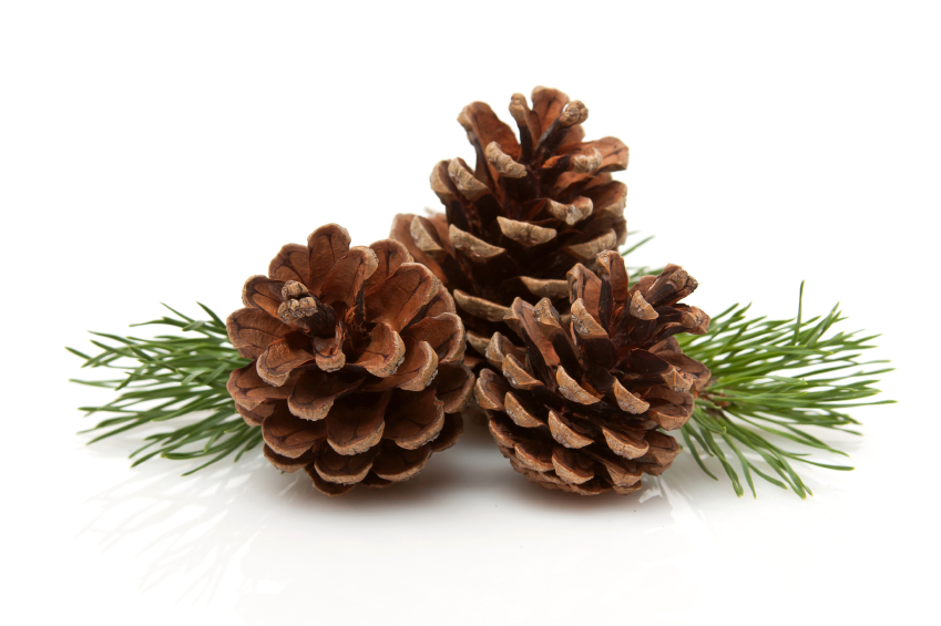 Nice wallpapers Pine Cone 849x565px