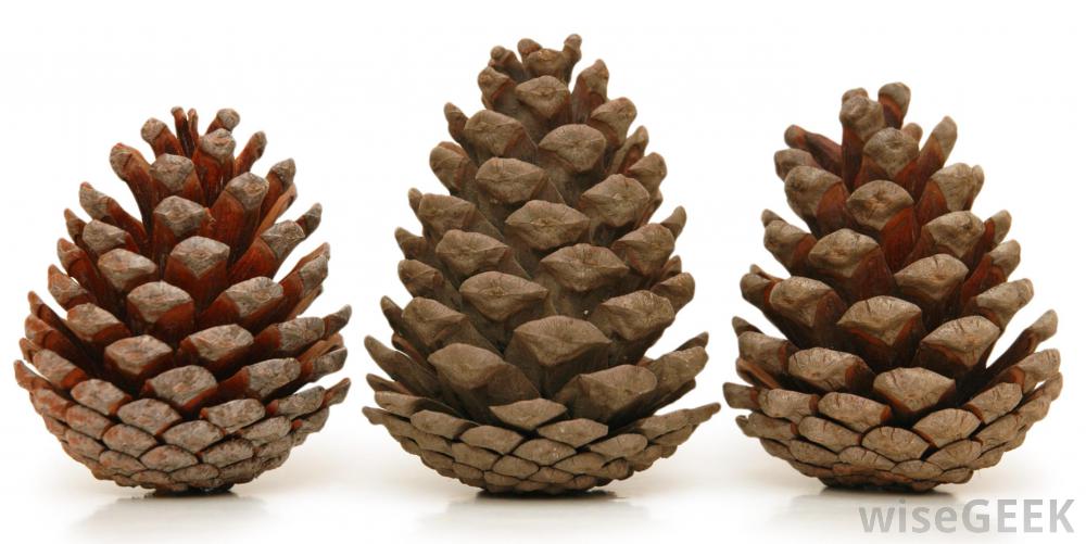 1000x501 > Pine Cone Wallpapers