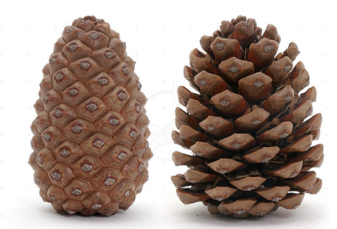 HQ Pine Cone Wallpapers | File 285.93Kb