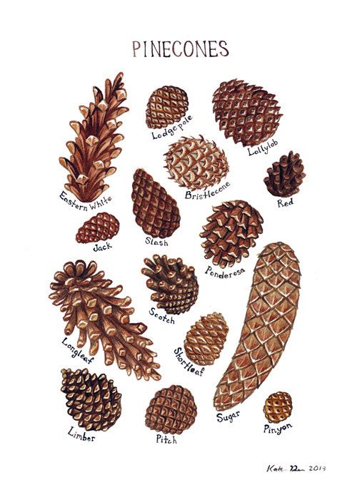 Pine Cone Backgrounds on Wallpapers Vista