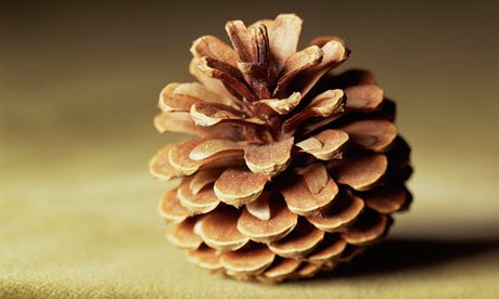 Nice wallpapers Pine Cone 460x276px