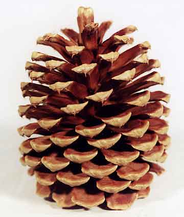 Nice Images Collection: Pine Cone Desktop Wallpapers