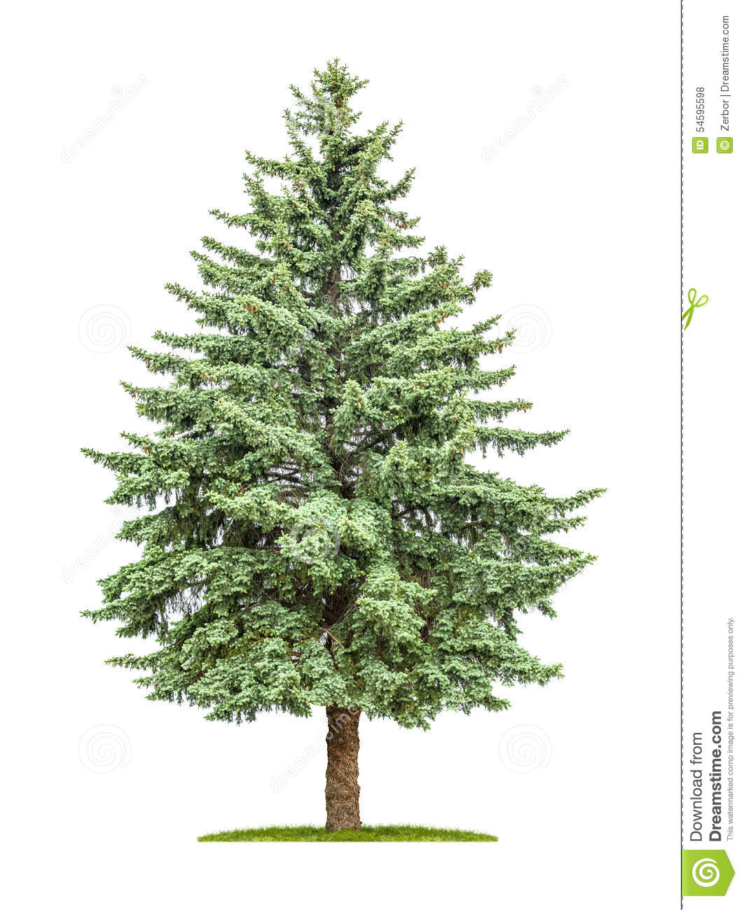Pine Tree #1